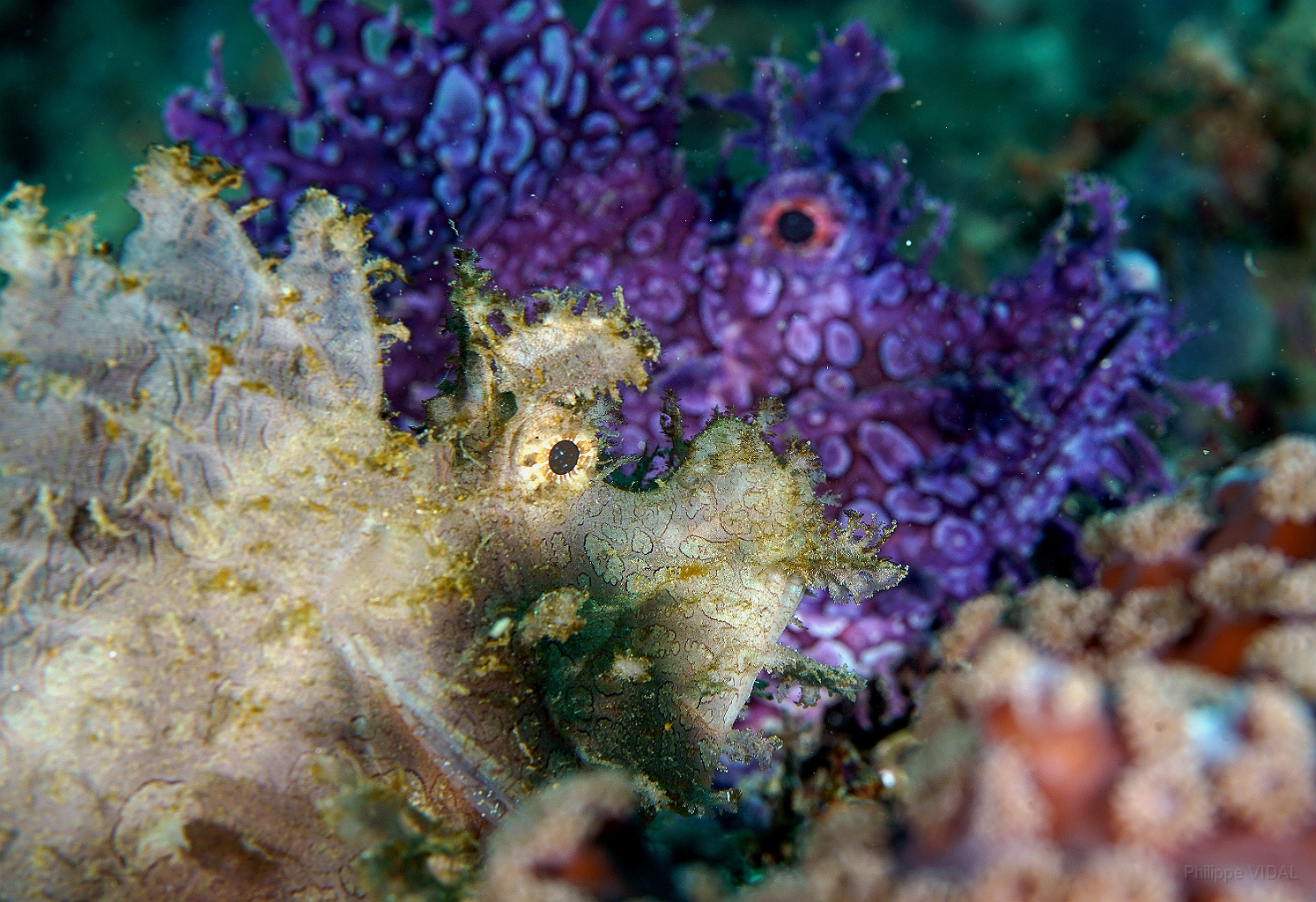 Banda Sea 2018 - DSC05479_rc - Weedy scorpionfish - poisson scorpion feuillu - Rhinopias frondosa.jpg